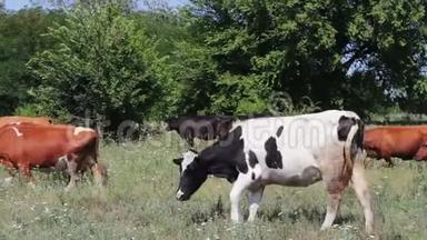 许多不同的奶牛在草地上吃草，夏天吃青草
